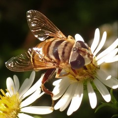 Palpada vinetorum