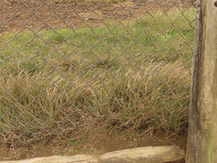 Festuca ammobia