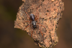 Oedignatha
