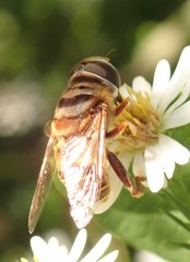Palpada vinetorum