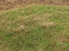 Festuca ammobia