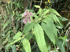 Eupatorium chinense tozanense