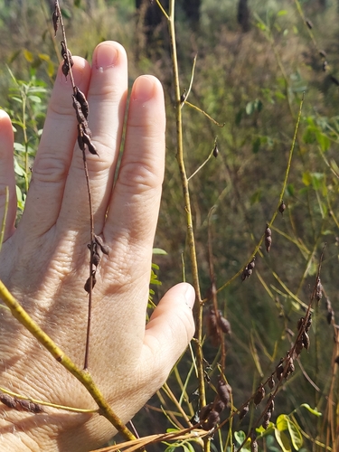 Image of Indigofera caroliniana by (c) Athena Philips, some rights reserved (CC BY)