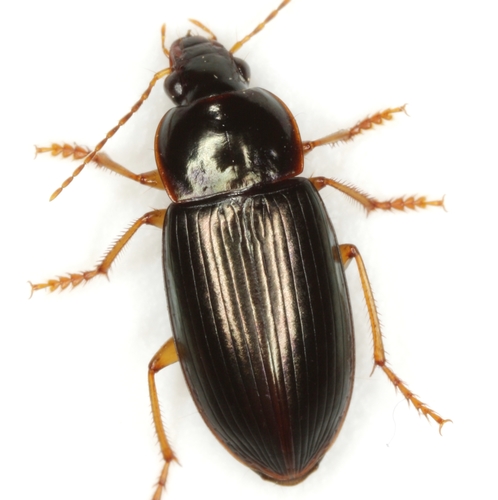 Say's Harp Ground Beetle