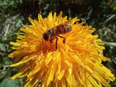 Apis mellifera