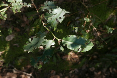 Prunus lusitanica hixa