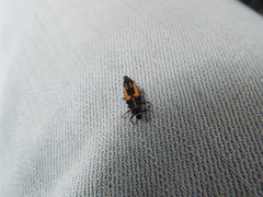 Harmonia axyridis