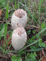 Coprinus comatus