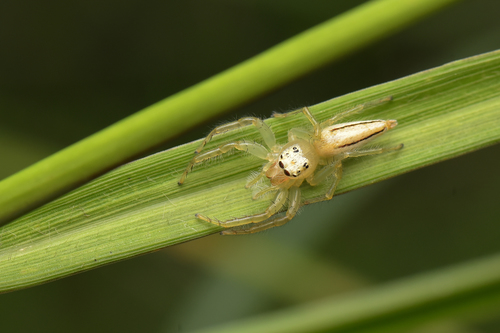 Photo of Two-striped Telamonia (Telamonia dimidiata)