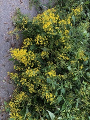 Senecio scandens incisus
