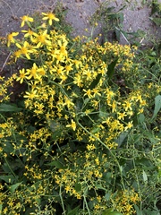 Senecio scandens incisus