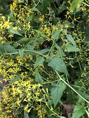 Senecio scandens incisus