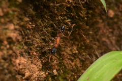 Harpegnathos saltator