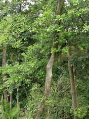 Ficus ampelos