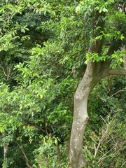 Ficus ampelos