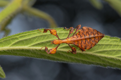 Pulchriphyllium bioculatum