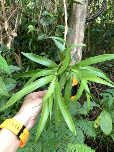 Image of Dracaena angustifolia by (c) 呂一起(Lu i-chi), some rights reserved (CC BY)