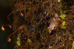 Pseudophilautus amboli