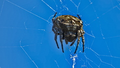 Caerostris sexcuspidata