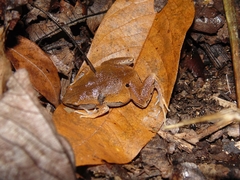 Hamptophryne boliviana