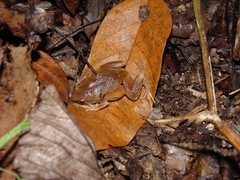 Hamptophryne boliviana