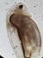 Daphnia longispina