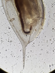 Daphnia longispina