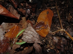 Hamptophryne boliviana