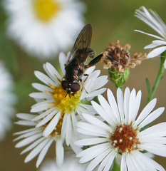 Chalcosyrphus metallicus