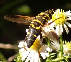 Meromacrus acutus