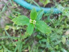 Mitracarpus hirtus