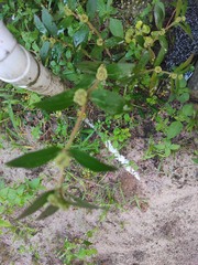 Euphorbia hirta