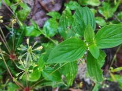 Mitracarpus hirtus