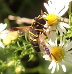Meromacrus acutus