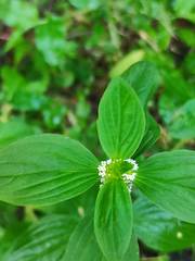 Mitracarpus hirtus