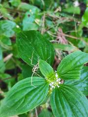 Mitracarpus hirtus