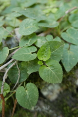 Viola anagae
