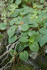Viola anagae
