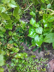 Biophytum sensitivum