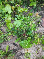 Biophytum sensitivum