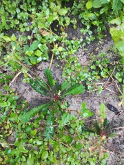 Biophytum sensitivum