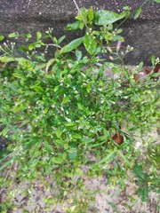 Cyanthillium