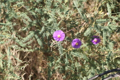 Ipomoea ternifolia