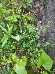 Cyanthillium