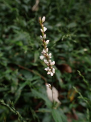 Persicaria jucunda