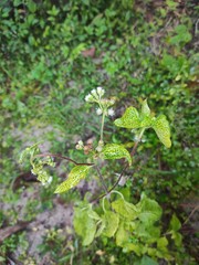 Ageratum conyzoides