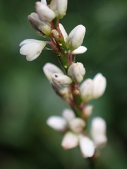 Persicaria jucunda