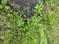 Cyanthillium
