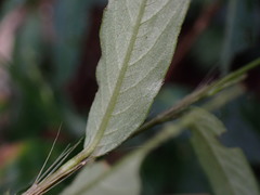 Persicaria jucunda