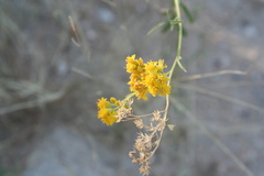 Hymenothrix wislizeni